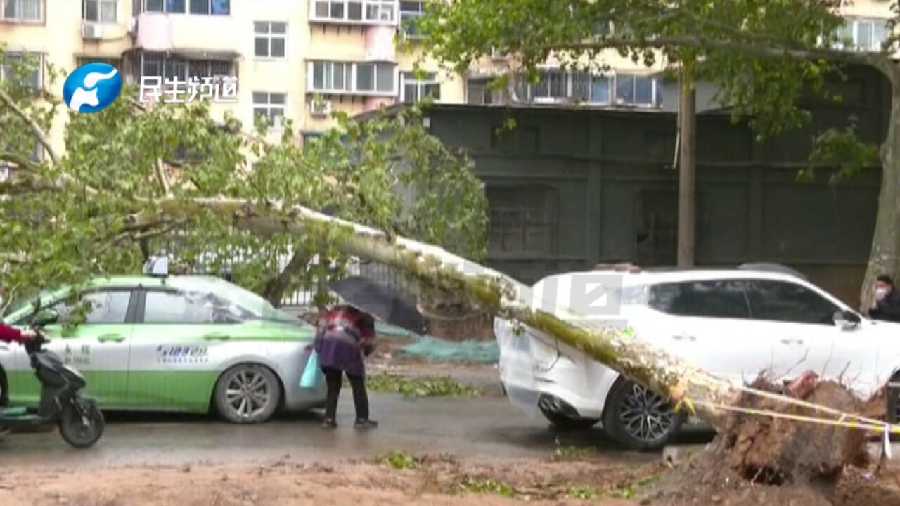 河南郑州:出租车在路上行驶,突然一棵大树砸在车上,司机:等了12个小时都没解决