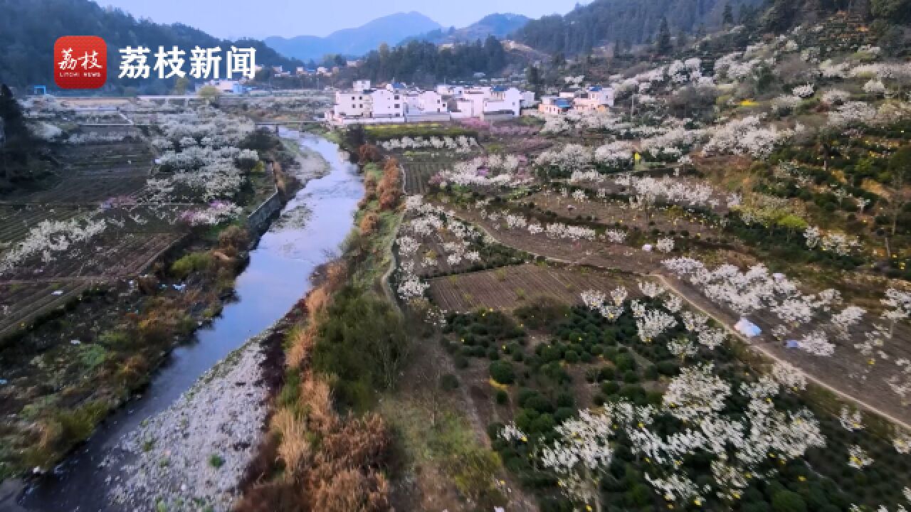 千树万树梨花开!安徽溪源村千亩梨花竞放白如雪