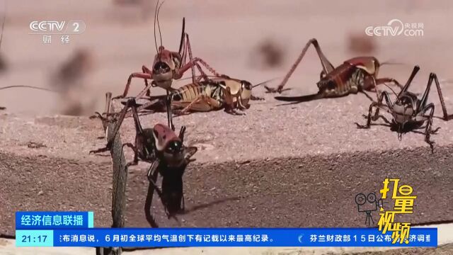 数百万只摩门蟋蟀“攻占”美国内华达州小镇,当地居民直呼恶心!