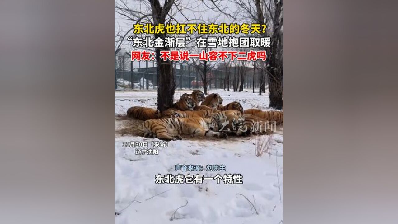 东北虎也扛不住东北的冬天?“东北金渐层”在雪地抱团取暖,网友:不是说一山不容二虎吗