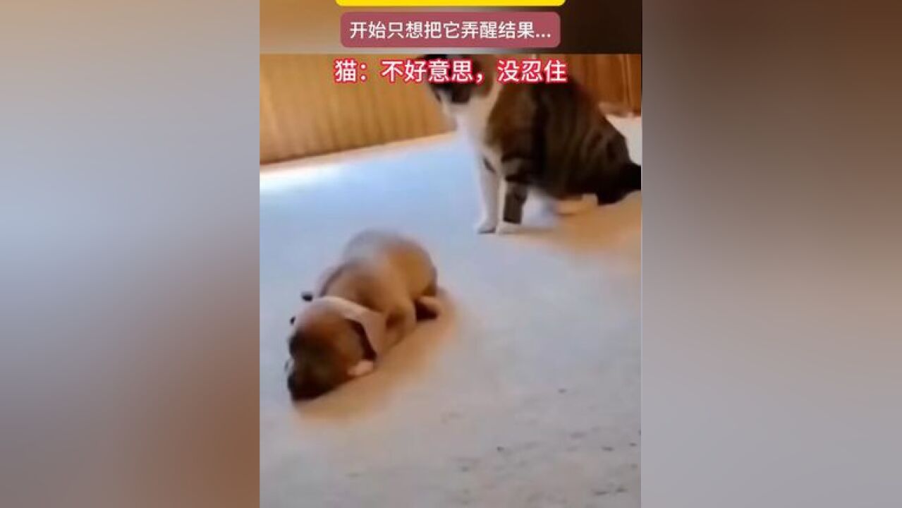 猫咪看着眼前熟睡的狗子,开始只想把它弄醒结果...,猫:不好意思,没忍住