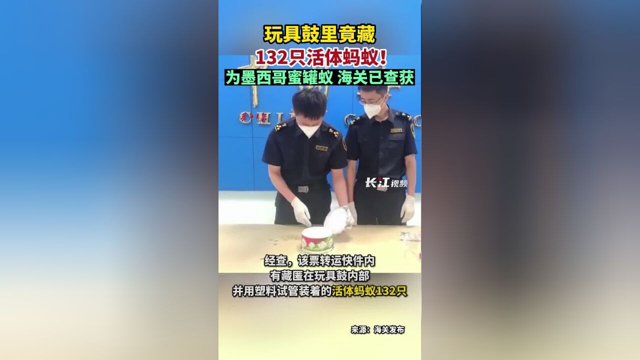 玩具鼓里竟藏132只活体蚂蚁!被海关查获!