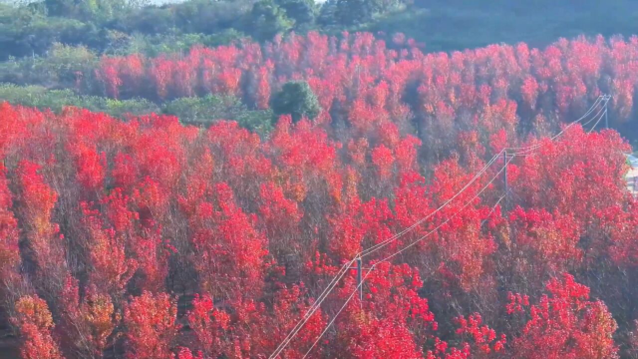 绝美“枫”景!湖北红星半岛红枫尽染灿若云霞