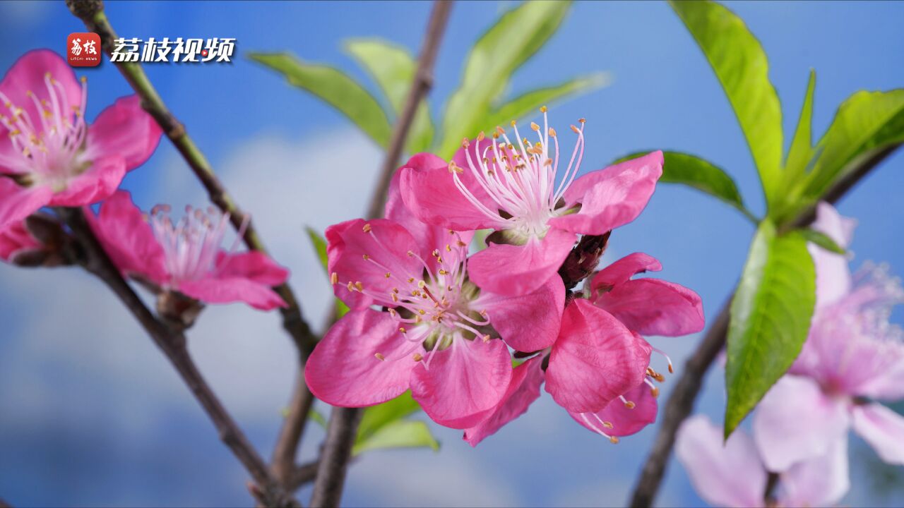 桃花朵朵开!延时摄影欣赏桃花绽放明艳动人