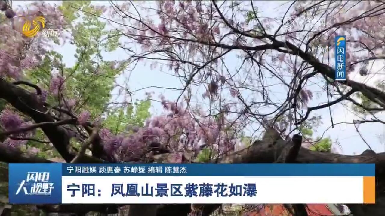 宁阳凤凰山景区内千年紫藤繁花盛放,像紫色的瀑布流淌,十分美丽