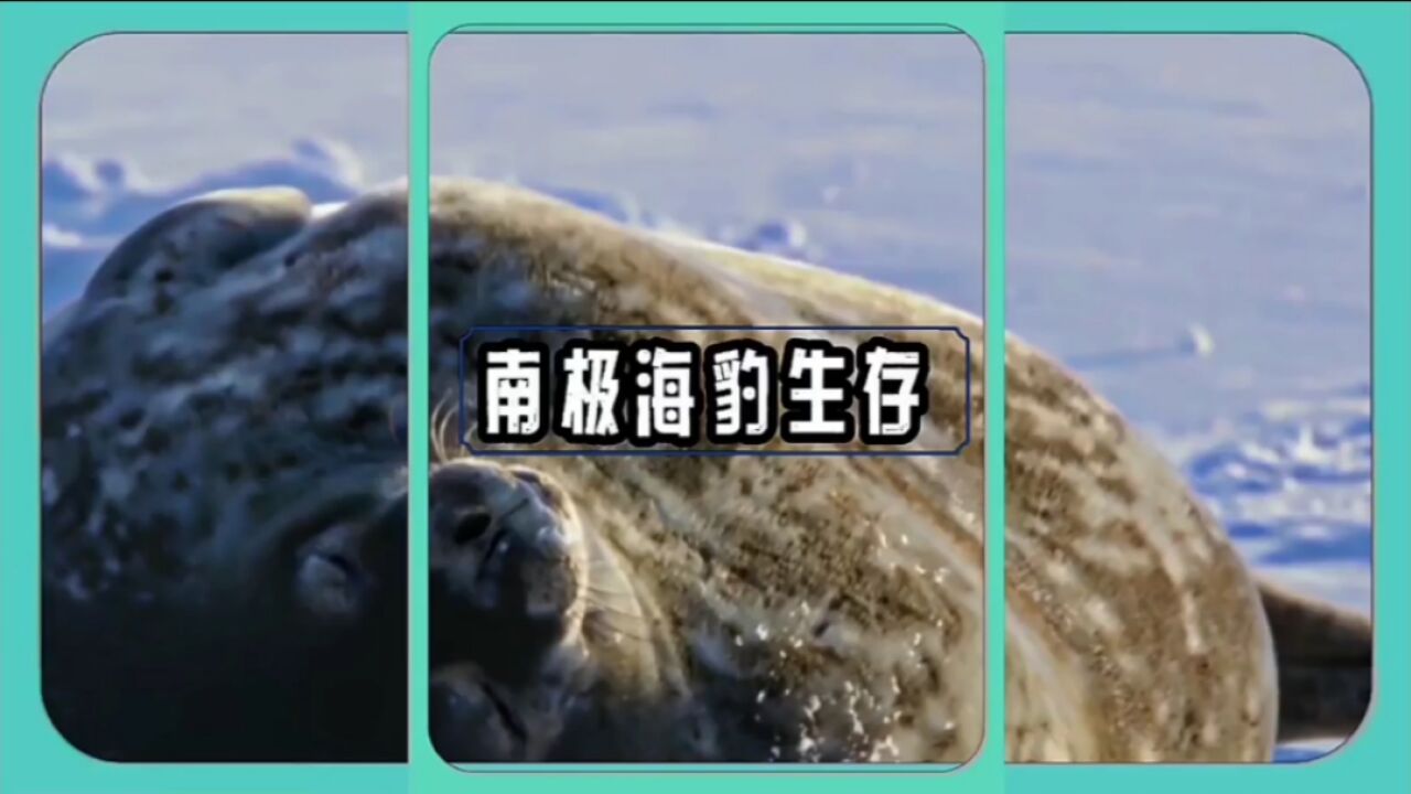 南极洲极端环境下,韦德尔氏海豹顽强生存,幼崽面临生死考验