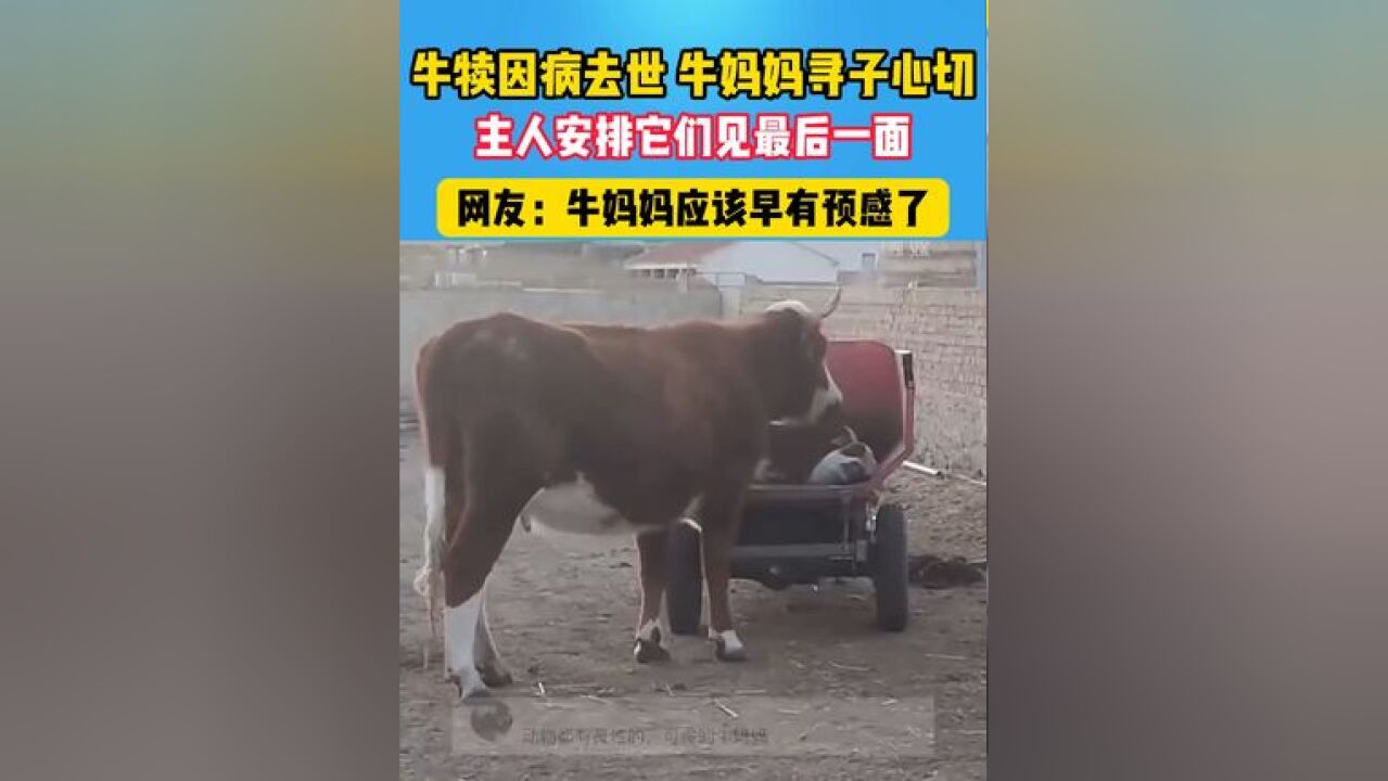 牛妈妈和孩子的最后一面 #可怜的牛 #舐犊情深