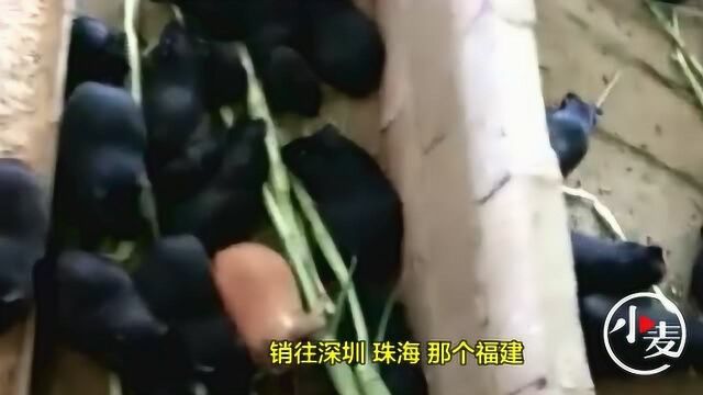 荷兰猪原来不光可以当宠物 还可以养殖后成为食物!