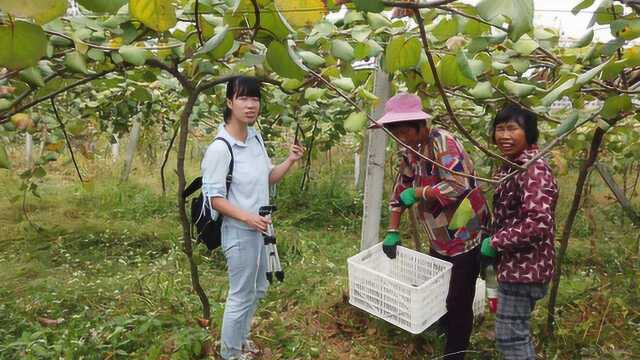 猕猴桃基地阿姨早九晚五,每天工作9小时,70块一天划算吗?