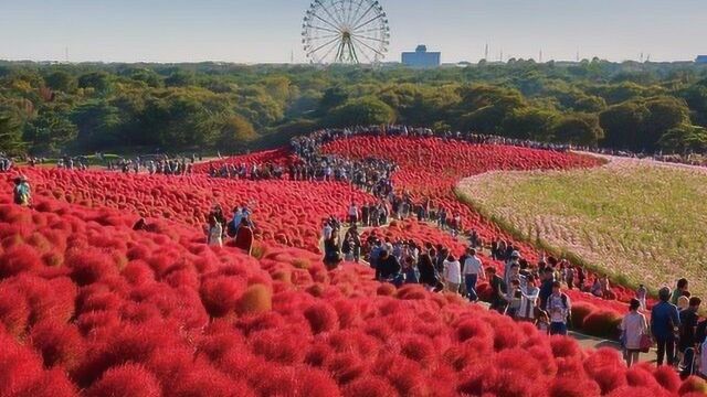 被中日两国区别对待的植物,在中国成“扫把”,在日本身价暴涨千倍!