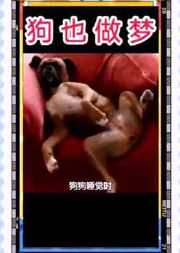 梦境解析,为何梦中狗与我对话,我却将其变成人类? 梦境解析,为何梦中狗与我对话,我却将其变成人类?