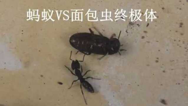 敏捷扁头猛蚁单挑面包虫终极体甲克虫