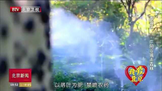 我爱北京系列微视频 西城区广阳谷城市森林