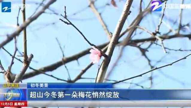 江南的初冬色彩斑斓 走在冷风中 不经意间就会被一抹抹亮色吸引