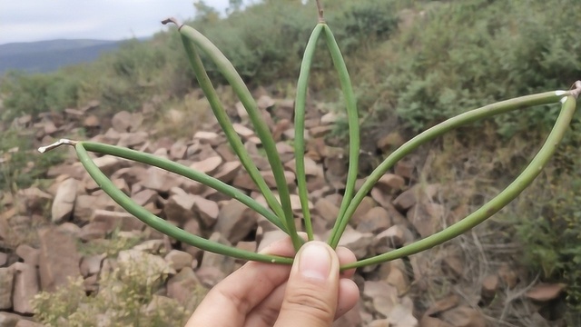 农村一种野生植物“杠柳”,果荚似绿豆,种子可榨油,不多见了!