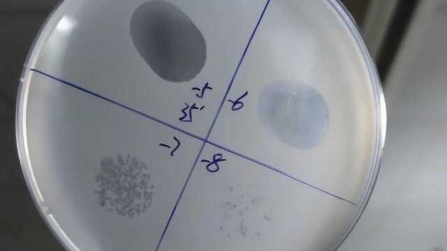 Nature Biotechnology 噬菌体鸡尾酒防控番茄青枯病