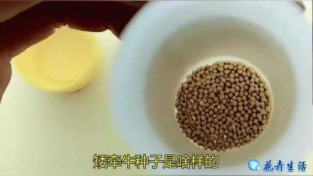 矮牵牛种子是啥样的?是小黄颗粒型的吗?用水化开给你们看看!