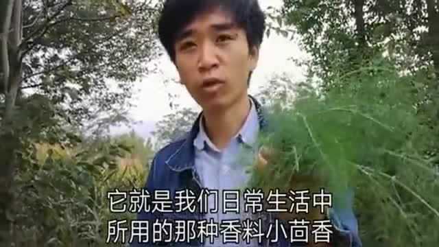 “茴香”认识吗?一种很好吃的野菜,有散寒止痛、和气暖胃的作用