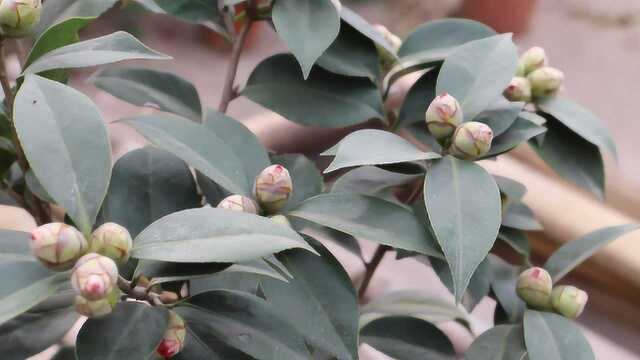 茶花施肥有门道,四季的方法都不同,科学施肥是正道