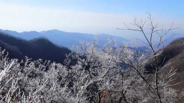 气温骤降,山西垣曲现雾凇奇观美如花开