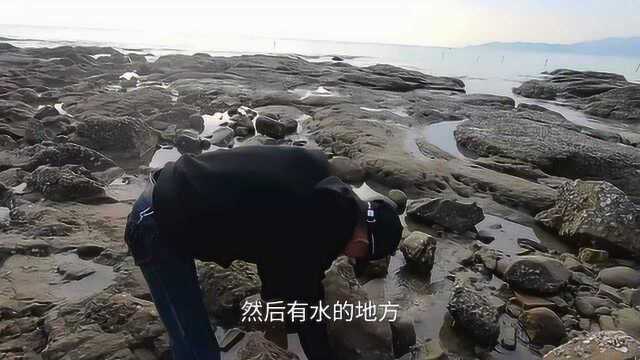 小川赶海霸占“螃蟹岛”,退潮后螃蟹扎堆出没,小川堵着抓爆桶