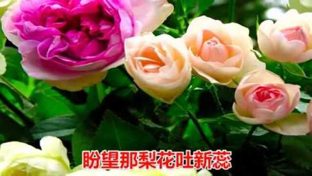 一首歌曲《梨花泪》