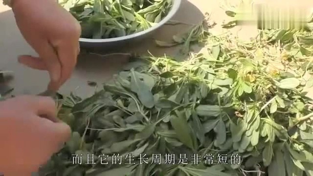 败酱草,旧时候农村人的救命草,田中的一块宝,常吃降三高