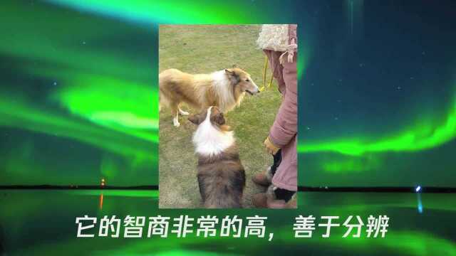 苏格兰牧羊犬有哪些优点