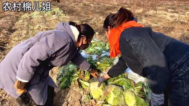 今年白菜价格怎么样?农民大姐居然这样说,农村人种地太辛苦了