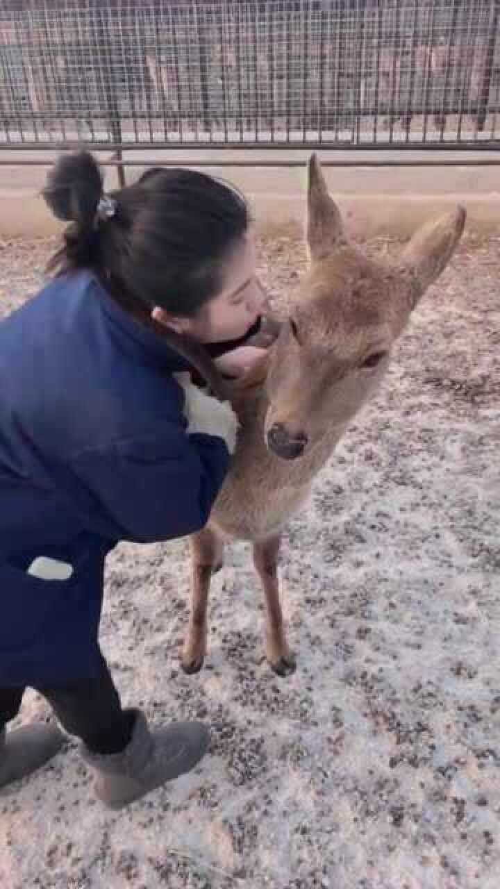 是鹿不是傻狍子有人说养的傻狍子鹿和狍子分不清你可真是傻狍子