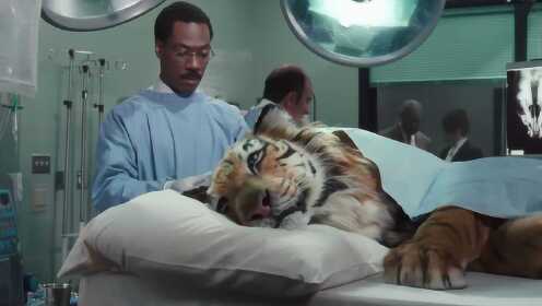 医生能听懂动物的话，被别人当成神经病对待，还给老虎做手术！
