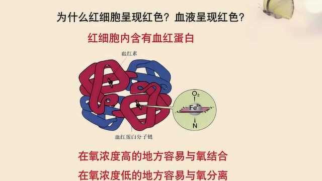 苏教版生物七年级下册10.1《血液和血型》课时一