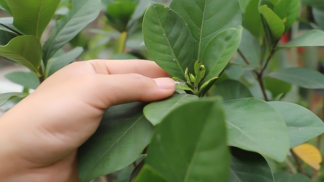 栀子花疯长枝条不开花?做到这3点才是开花的关键