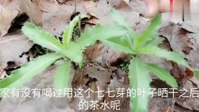 农民称之救命草的“刺菜”,浑身都是宝,很多人见过却没吃过?