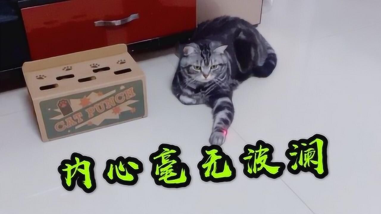 激光笔逗猫视频 1280