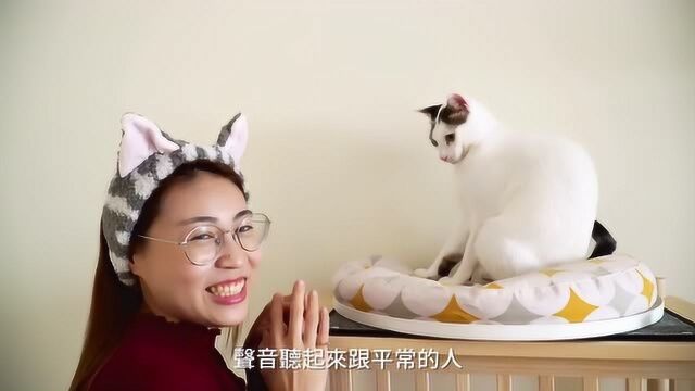 告诉大家,戴猫耳头套真的会被当成猫咪!