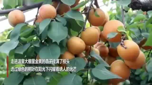 “杏”好有你,看果农收获满满的“杏”福.又是一个丰收年