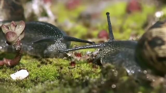 [生命的故事]繁殖后代 雌雄同体的蜗牛