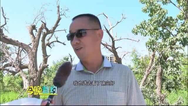 裸露土地披绿装打造城市“新绿洲”