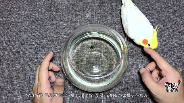 网购开箱“巧克力娃娃鱼”1条,这种鱼太小了吧!它会鼓起来吗?