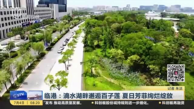 临港:滴水湖畔邂逅百子莲 夏日芳菲绚烂绽放