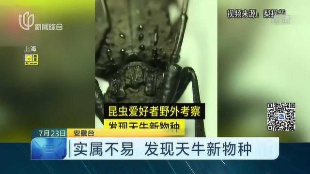 实属不易 发现天牛新物种