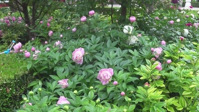 芍药绣球般的花朵,绽放自己的风采