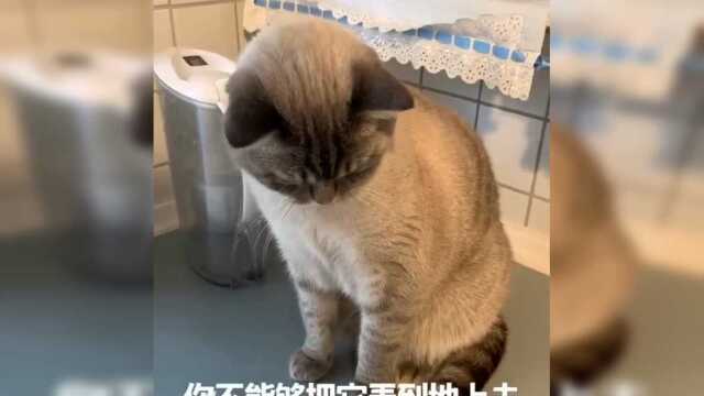 猫咪有犯错了,竟然把主人的杯子给碰碎了,一脸认错的表情