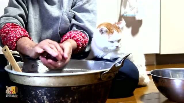 奶奶在做饭团,猫咪在一旁监督还直吧嗒嘴,小表情真可爱