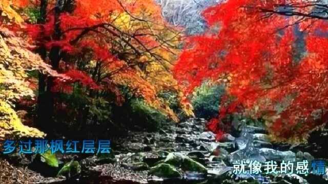 枫叶红层层  徐小凤,枫叶就像我的感情,多过那枫红层层