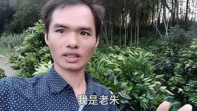 生长中的赣南脐橙,树上硕果累累的,今年又是一个大丰收年