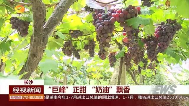 鲜甜可口!湖南各地水果迎来大丰收 果农享“甜蜜”收益