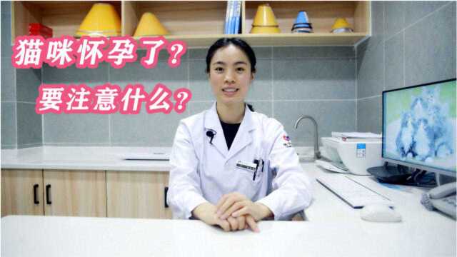 猫咪怀孕了?怎样喂,有什么要注意的嘛?