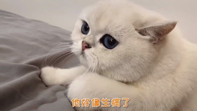 昨晚做梦,我生病了 晚晚猫咪像女儿一样贴心照顾